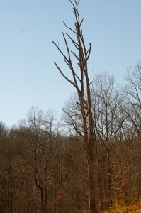 white-oak-standing