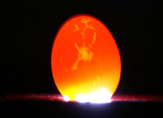 Cracking the Code: How to Candle Eggs